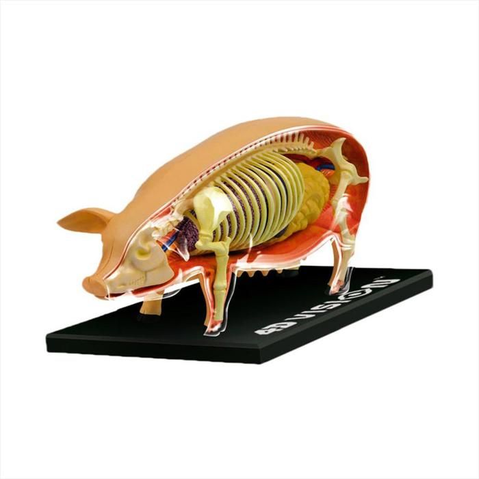 Modelo Anatómico Del Cerdo img #1