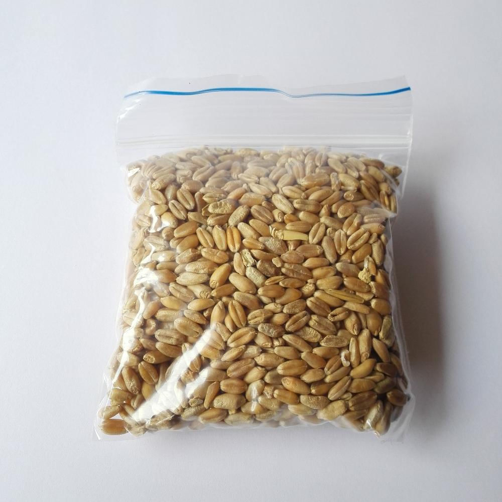 Pasto Para Gatos Semillas Orgánicas Para Germinar I3cats img #2