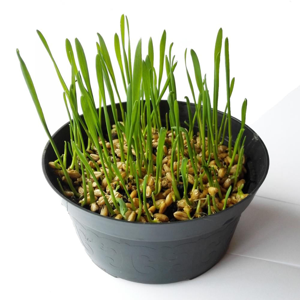 Pasto Para Gatos Semillas Orgánicas Para Germinar I3cats img #1