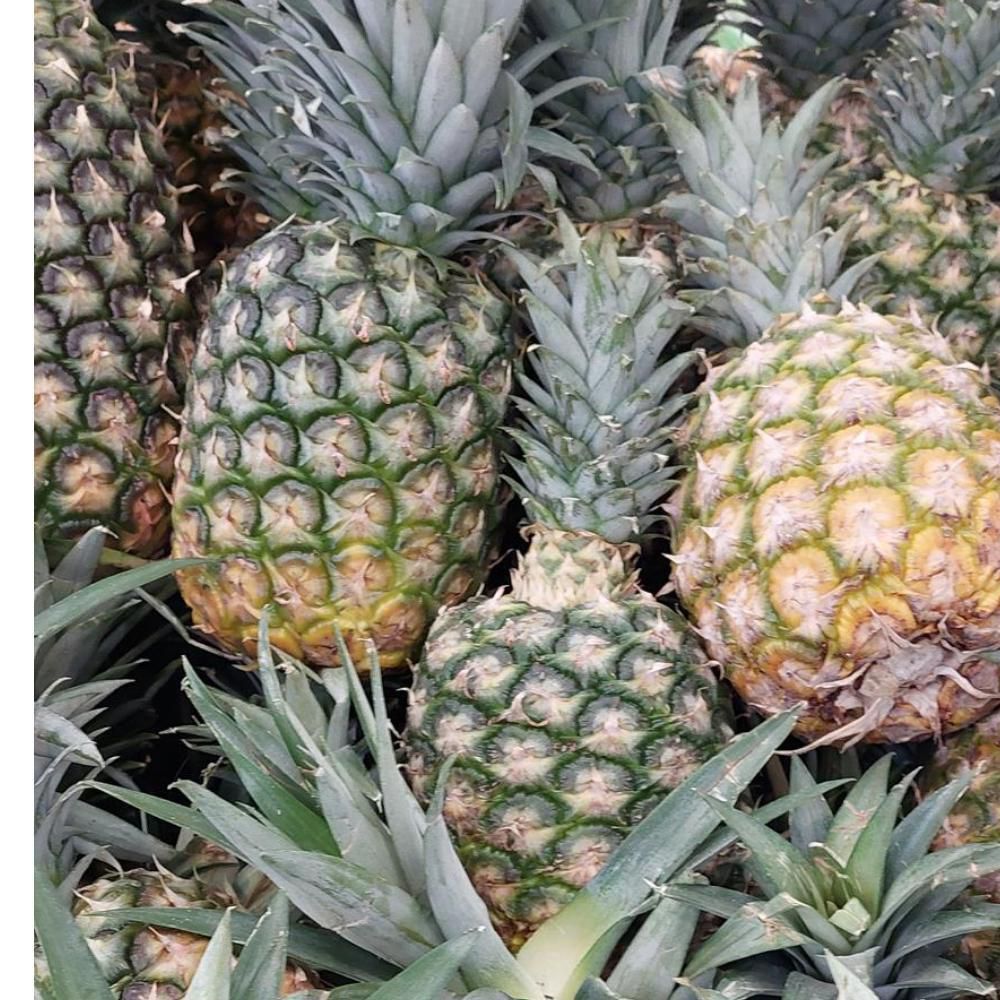 Piña   1  und img #2