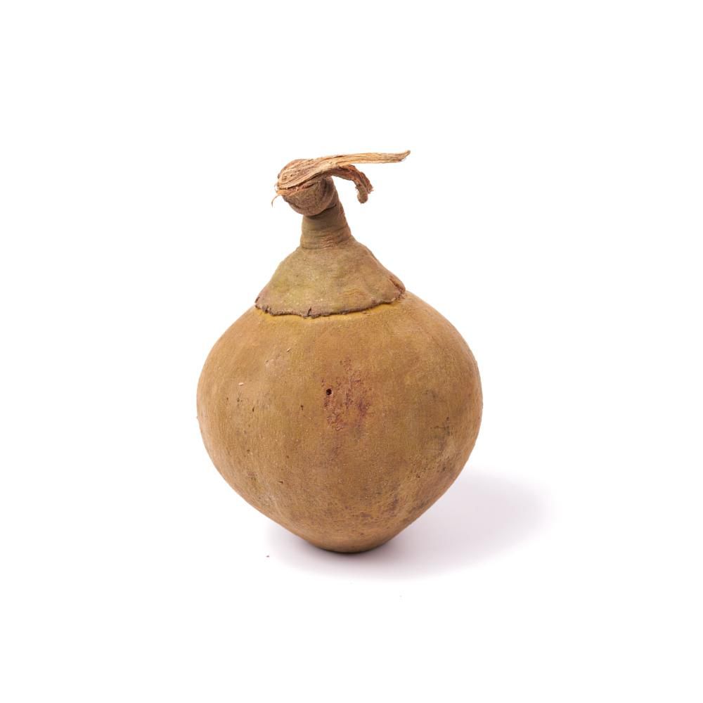 Zapote  1  und img #1