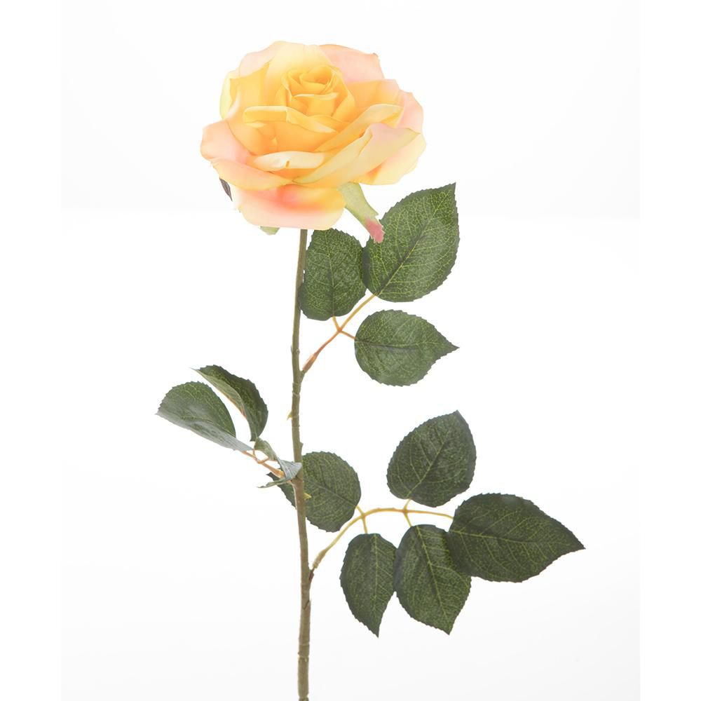 ROSA FINLANDEK PS016526PT img #2