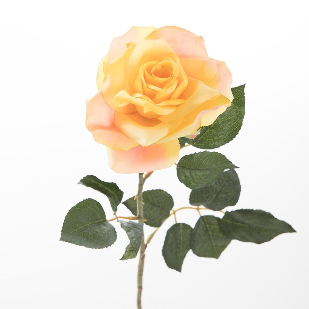 ROSA FINLANDEK PS016526PT img #4