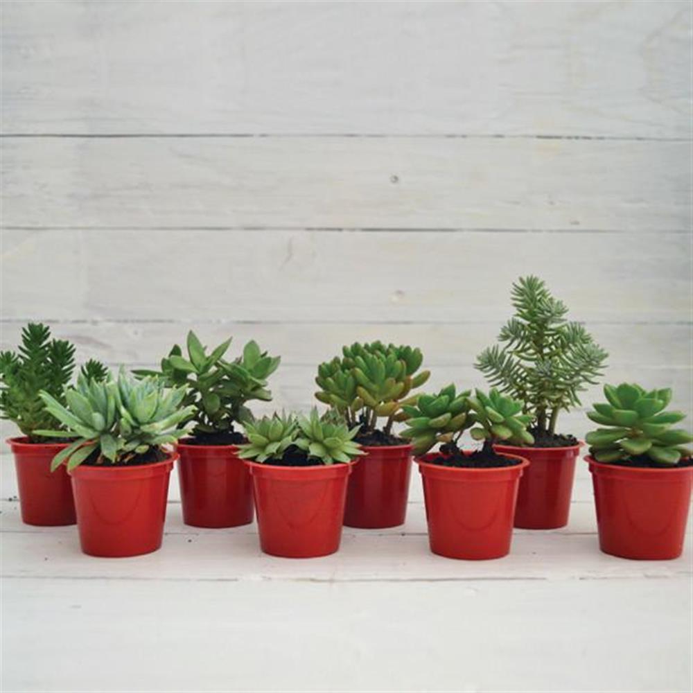 Kit De Siembra Jardín Conchita Con Suculentas img #5