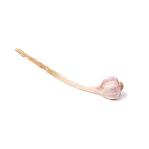 AJO HIDROPONICO 70 gr