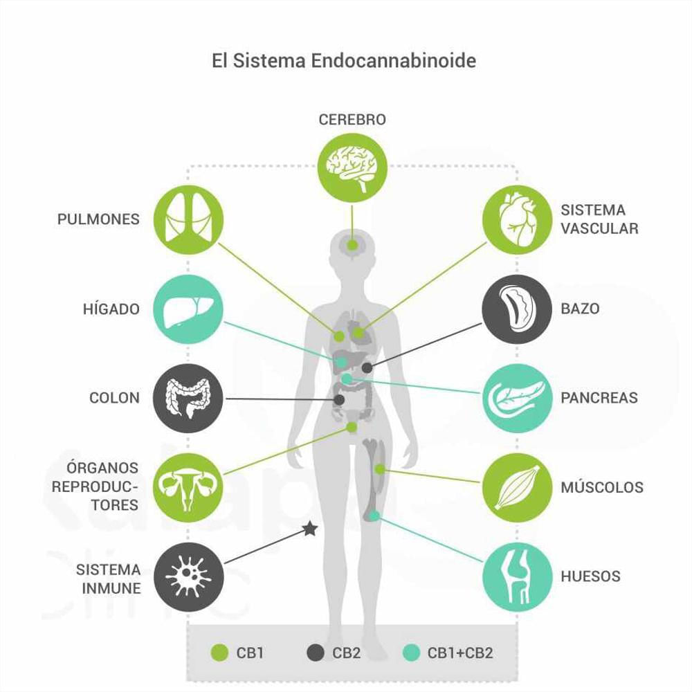 Gotas De Cannabis Medicinal Cbd 5% img #4