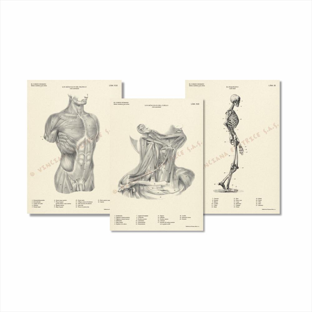 Colección El Cuerpo Humano Láminas Anatómicas img #2