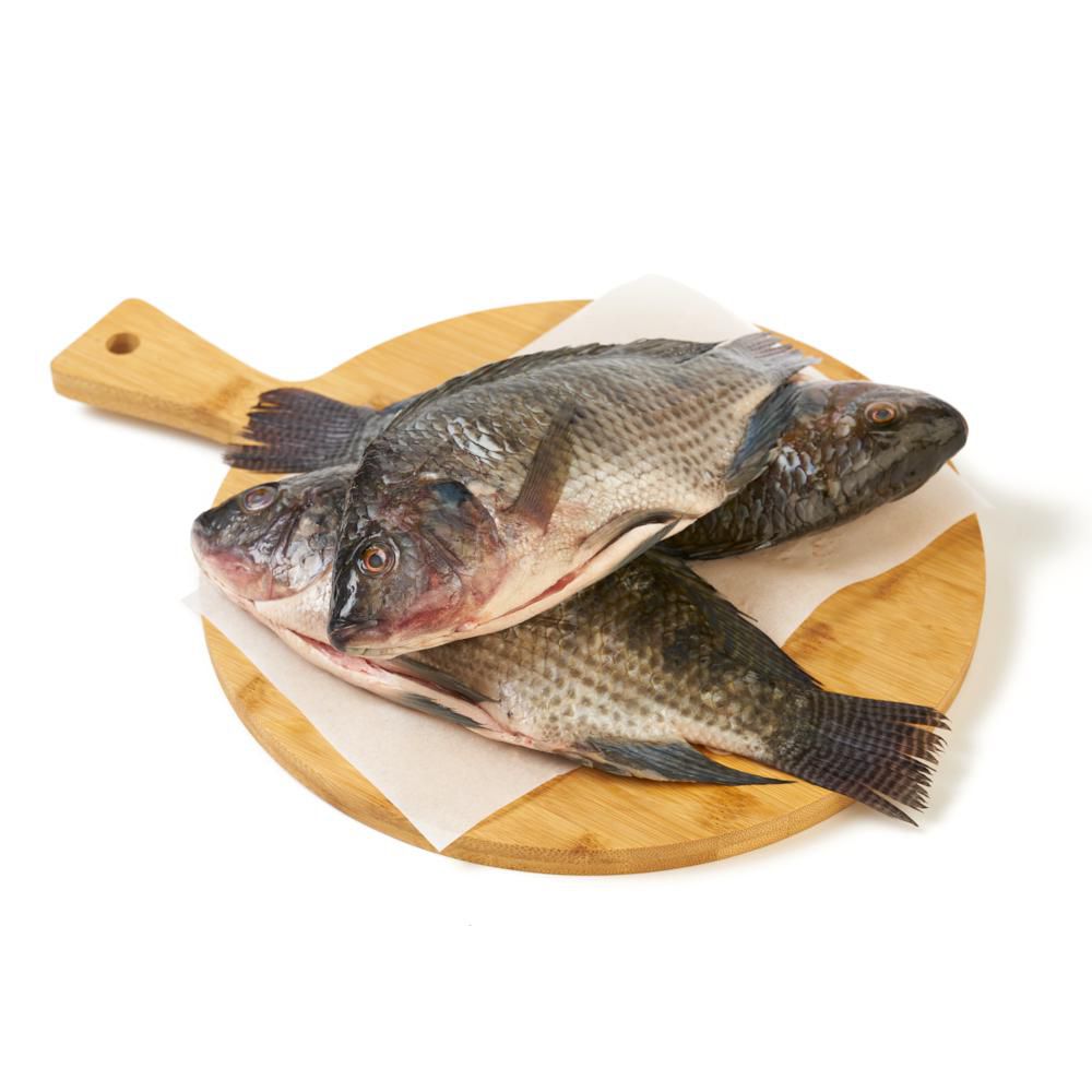 Mojarra o tilapia  lora plateada img #2