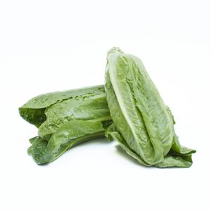 LECHUGA HIDROP. ROMANA 1 und