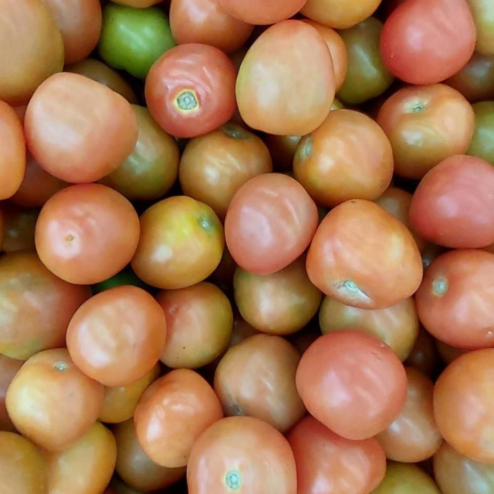 Tomate Chonto  1  und img #2