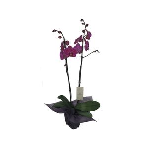 Orquidea P. 2 Tallos Temporada SIN REF