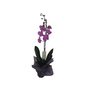 Orquidea Tallo Temporada SIN REF