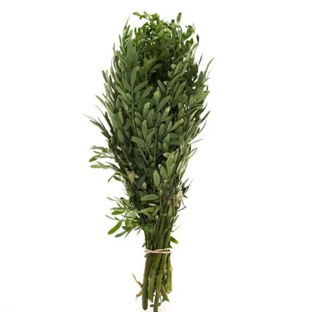 Ruda  50  gr img #1