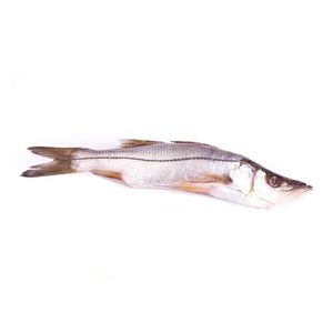 Robalo platero