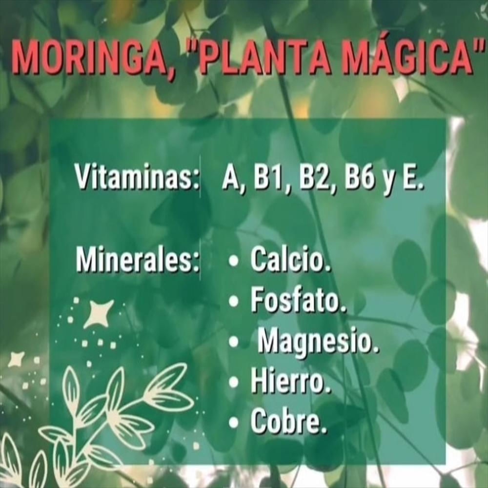 Moringa Bebida Endulzada Con Estevia X 1.070 Ml Vm 100 img #2