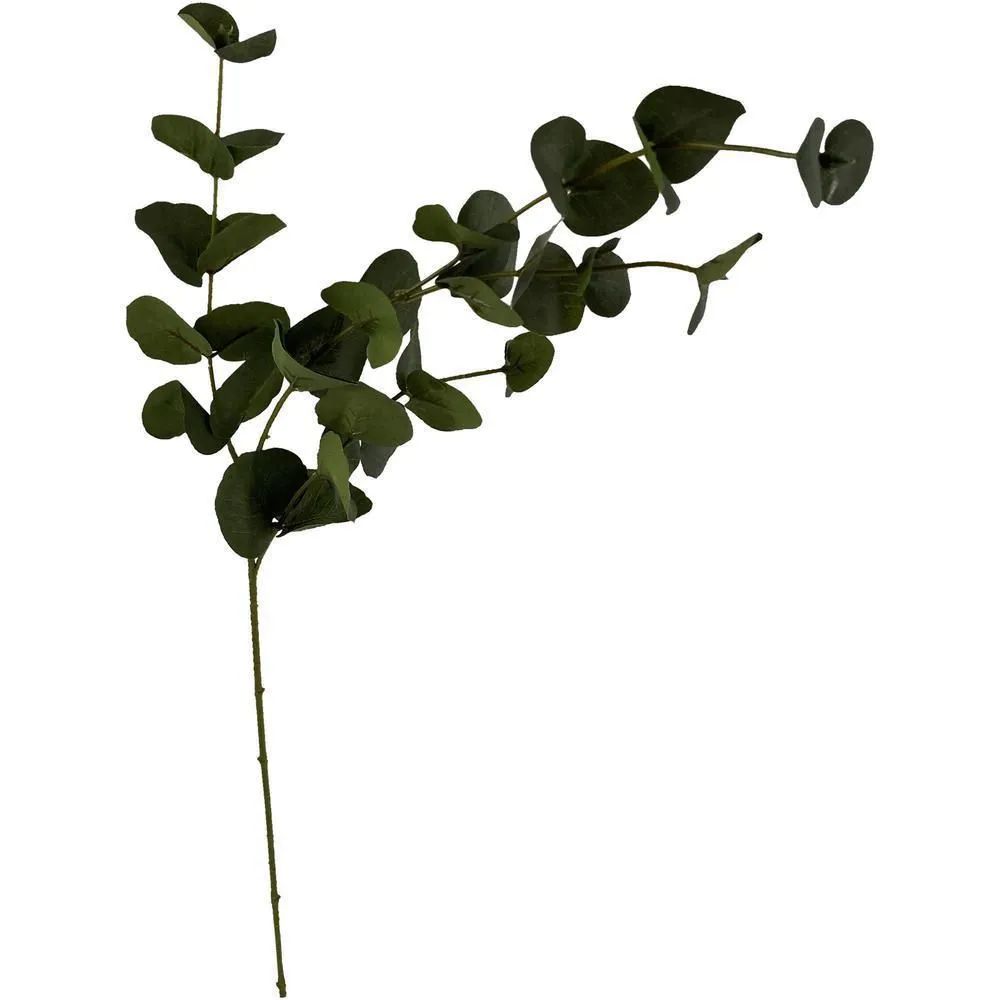Hoja Eucalipto CONCEPTS 592480085 img #1