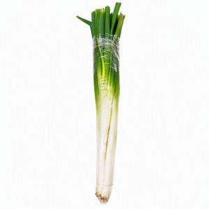 CEBOLLIN TAEQ 1 und