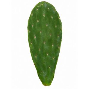 Nopal