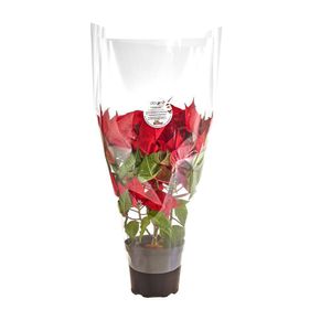 Poinsettia Decorada P14 SIN REFER
