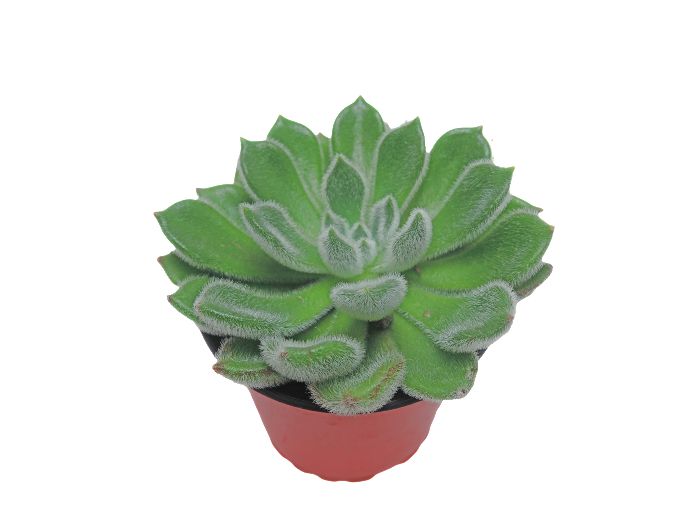 Suculenta P9 Planta Estrella  SIN REFERE img #1